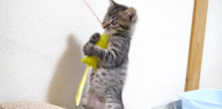 猫じゃらしで遊ぶ子猫