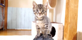 ボールに登った子猫