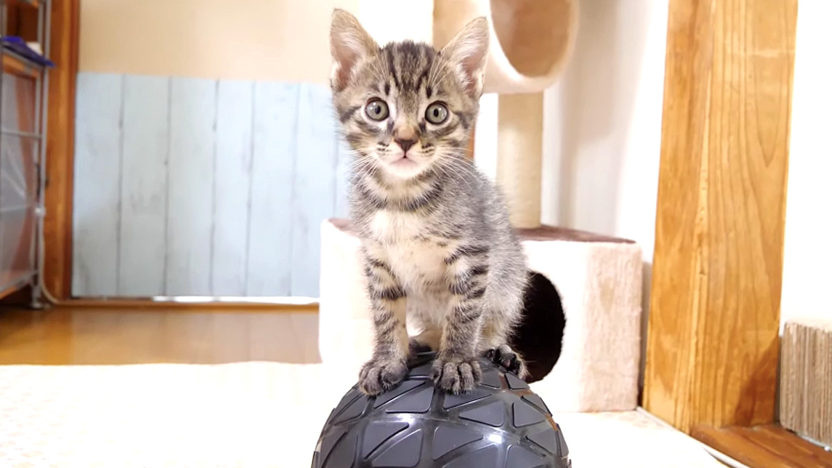 ボールに登った子猫