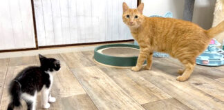 先住猫に近づく子猫