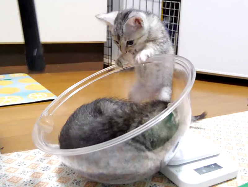 ボウルが気になる子猫達