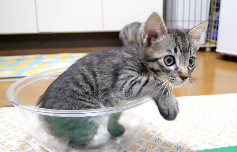 ボウルに入った子猫