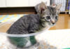 ボウルに入る子猫