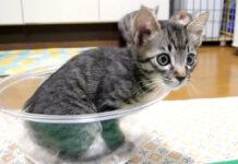 ボウルに入る子猫
