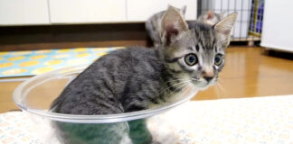 ボウルに入る子猫