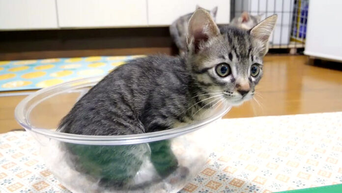 ボウルに入る子猫