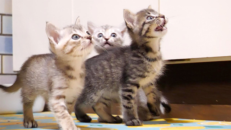 大合唱する子猫達