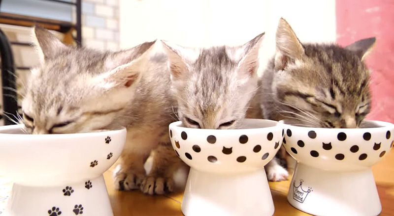 ご飯を食べる子猫達