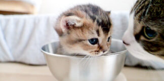 体重測定する子猫