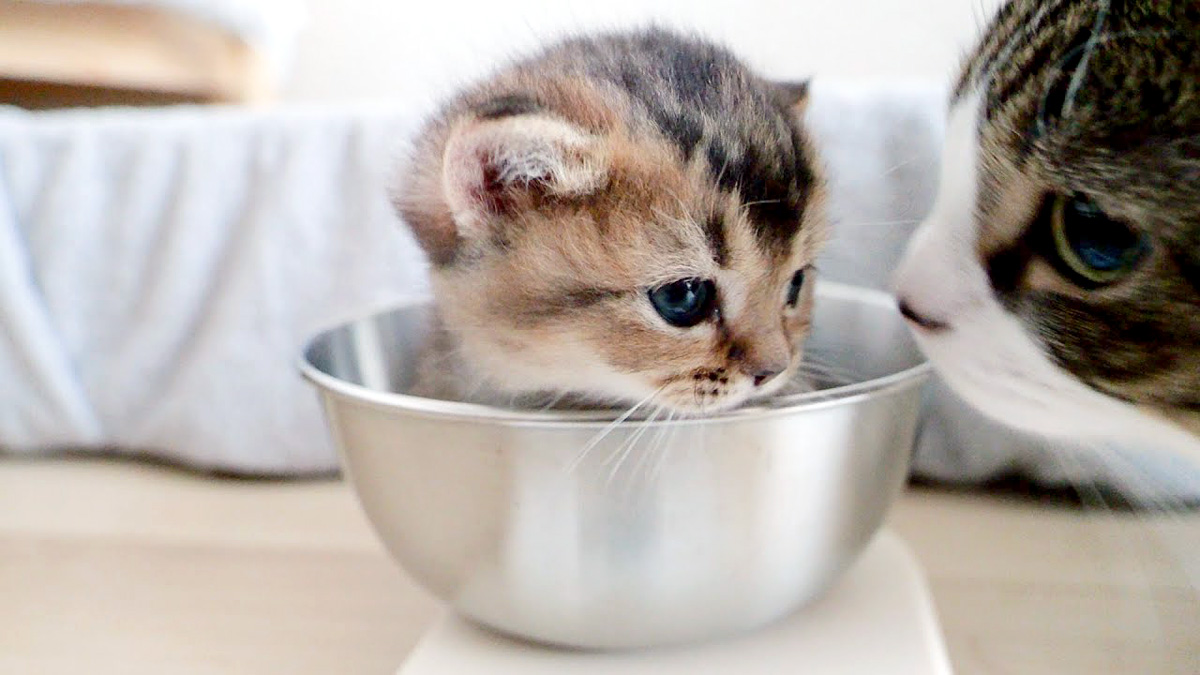 体重測定する子猫