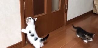 ドアを開けたい子猫