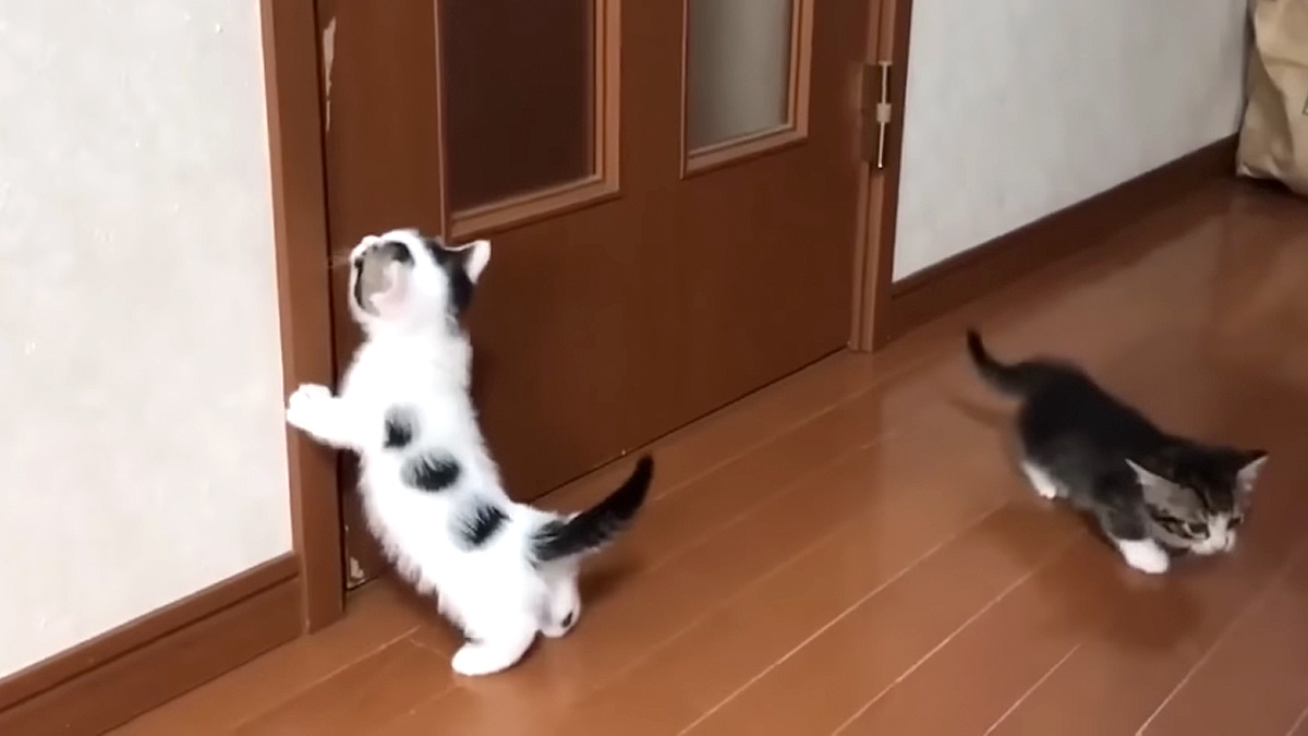 ドアを開けたい子猫