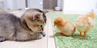 ヒヨコが気になる子猫