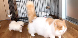 子犬に追いかけられる猫