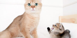 お母さんにかまって欲しい子猫