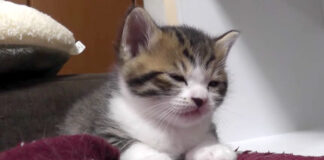 寝落ち寸前の子猫