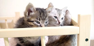 眠たい子猫達