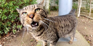 話しかけてきた猫