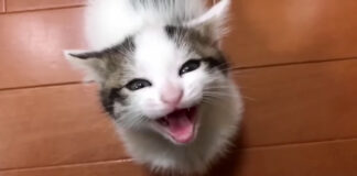 ご飯が食べたい子猫