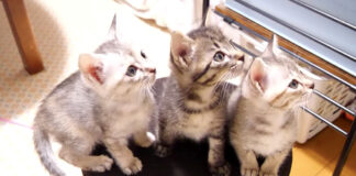ご飯が待ちきれない子猫達