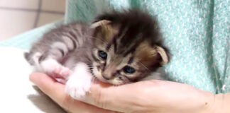 養育主さんに甘える子猫