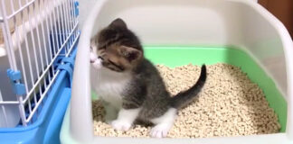 トイレに行く子猫