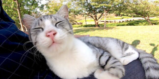 膝の上が好きな猫