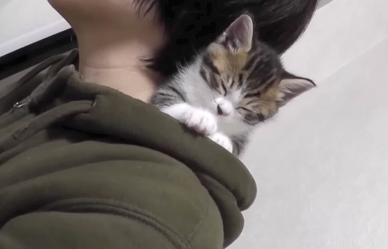 フードの中で眠る子猫
