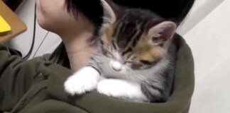 フードの中で眠る子猫