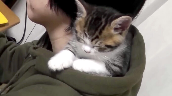 フードの中で眠る子猫