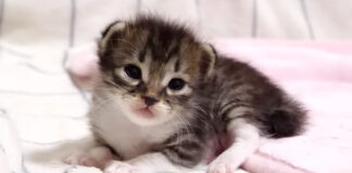 ミルクの匂いに気づいた子猫