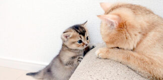 母猫に甘えに行く子猫