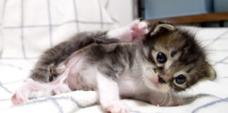 イヤイヤする子猫