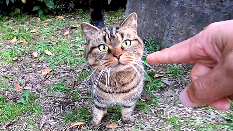 公園で出会った猫
