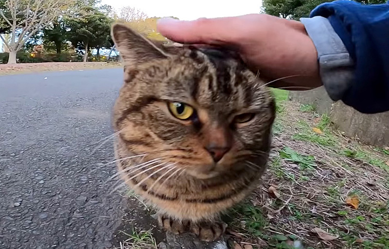 ナデナデされる猫