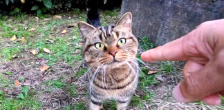 公園で出会った猫