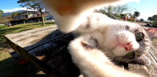 じゃれる猫