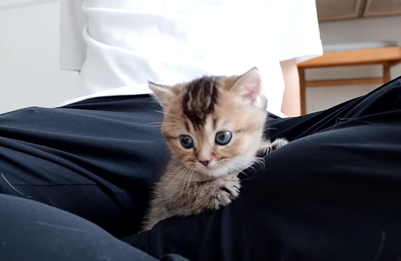 飼い主さんで遊ぶ子猫