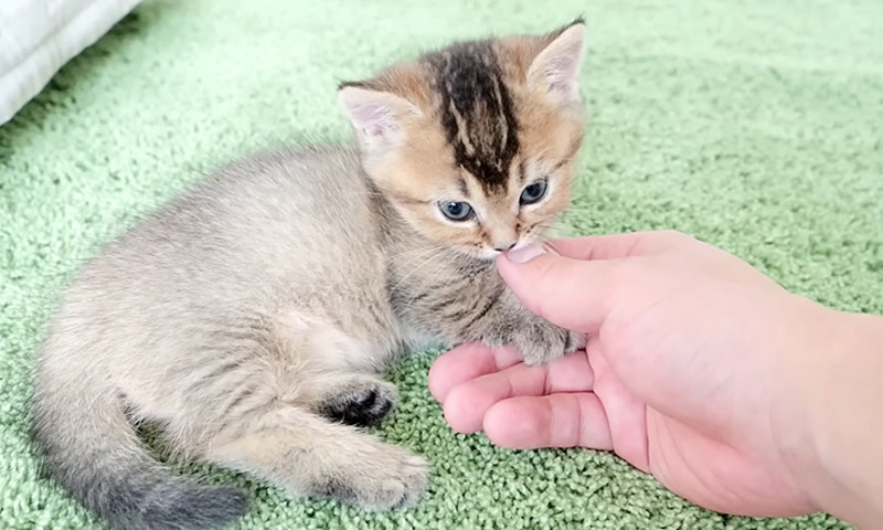 飼い主さんと子猫