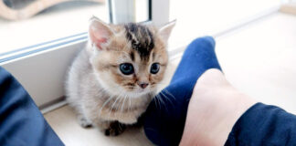 飼い主さんで遊ぶ子猫