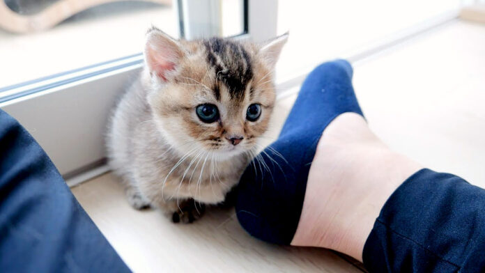 飼い主さんで遊ぶ子猫