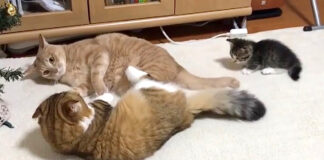 ケンカを仲裁する子猫