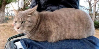 膝に乗る猫