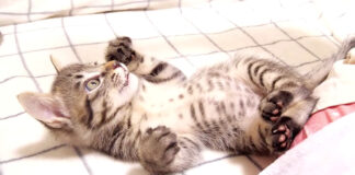 コチョコチョパーを待つ子猫