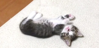 ヘソ天子猫