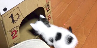 拗ねる子猫