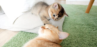 子猫にナデナデされる母猫