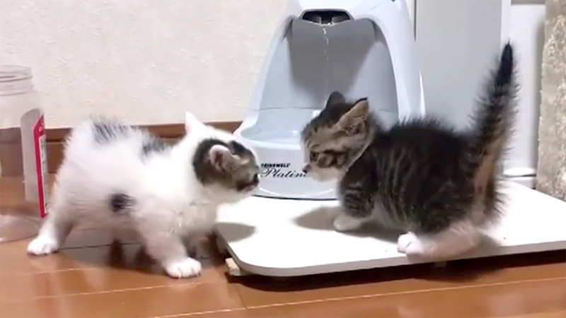 ケンカする子猫達
