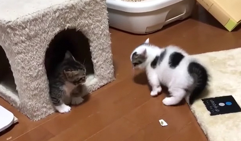 ケンカする子猫達