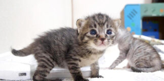 ミルクに気づいた子猫